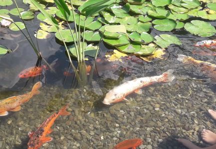 Fische im Gartenteich