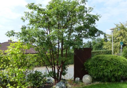 Baum im Garten vor Zaun