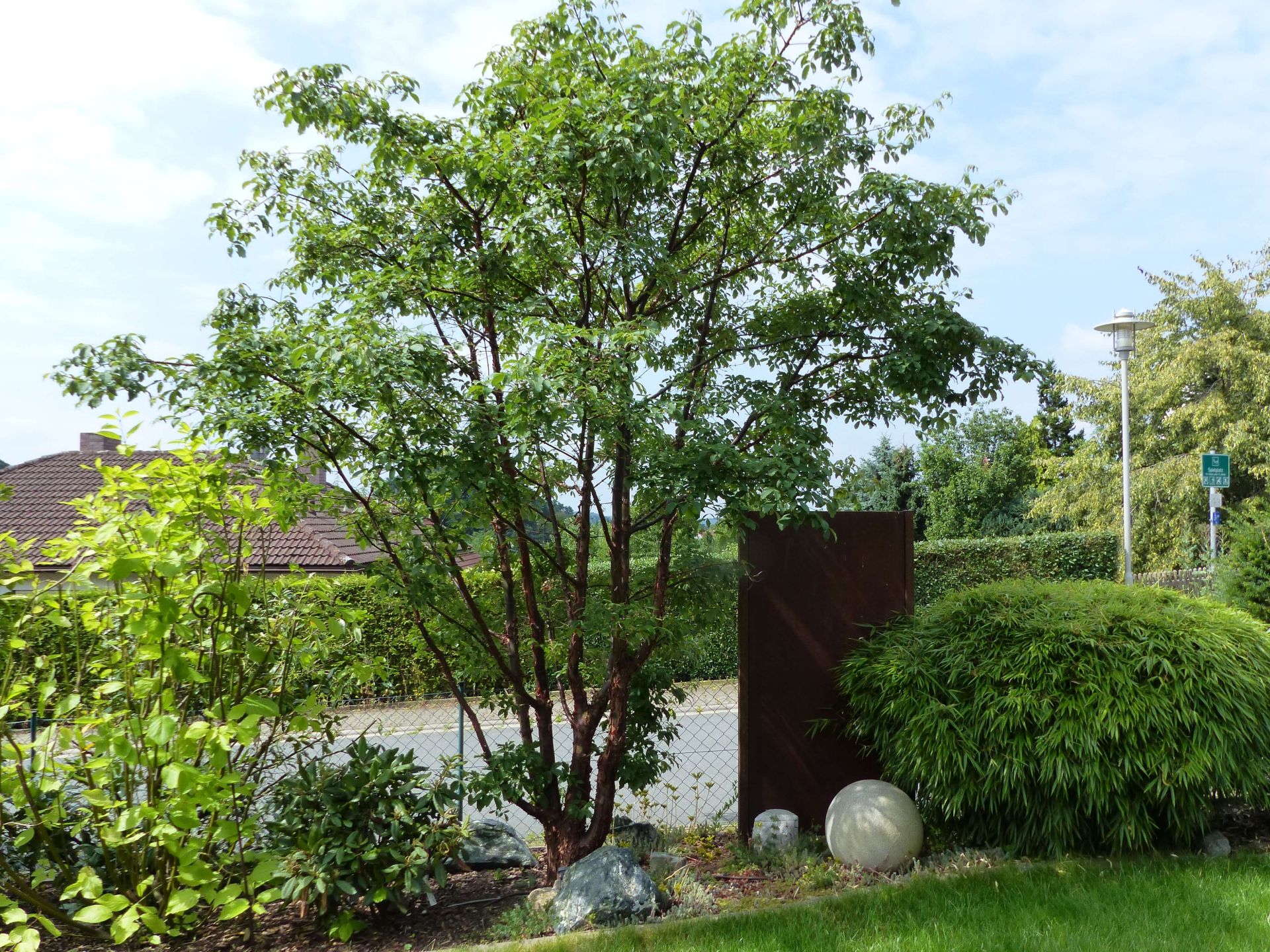 Gartenbaum im Frühling