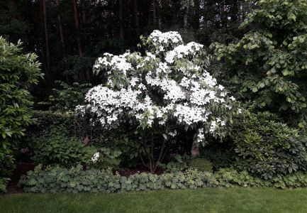 Busch mit weißen Blumen