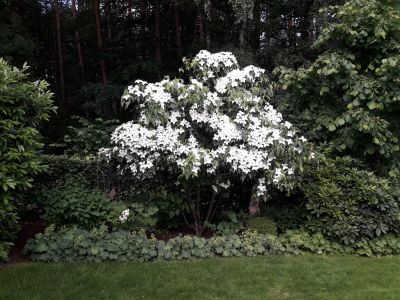 Busch mit weißen Blüten
